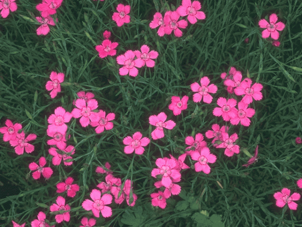 post-24485-1164298187_thumb.gif