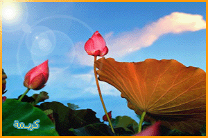 post-39713-1201206394.gif