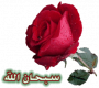 سرسوره