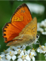 نور النهار