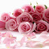 نبراس زهرة الربيع